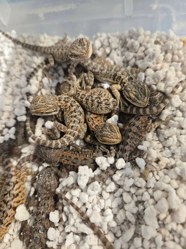 Hatching 2026 baby Dragons