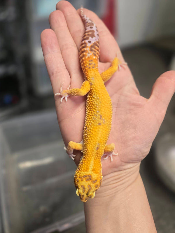 Red Diamond Leopard Gecko