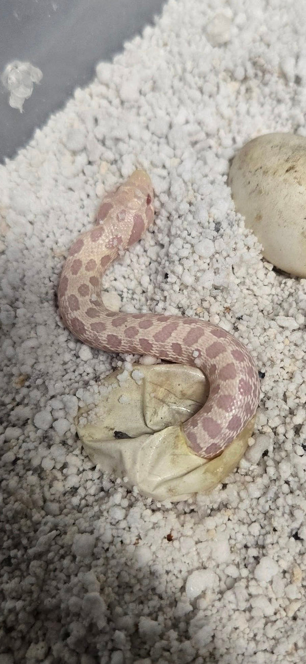 Hatching Hognose Snake